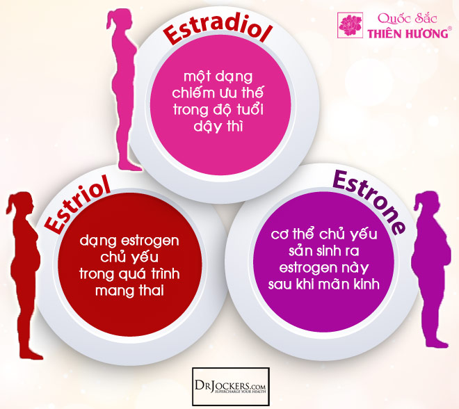 Ba loại estrogen trong cơ thể người phụ nữ